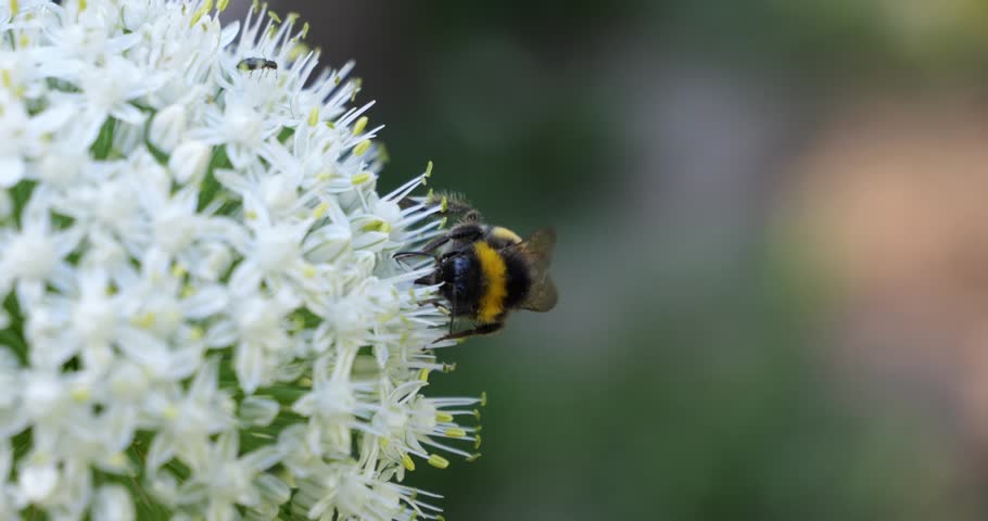 A bumblebee collects nectar from a large white flower.