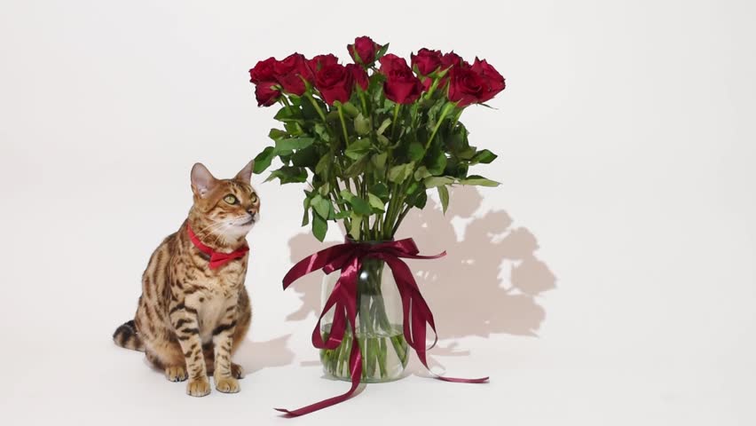 Bengal cat sits by the vase with red roses on white background, holiday card design