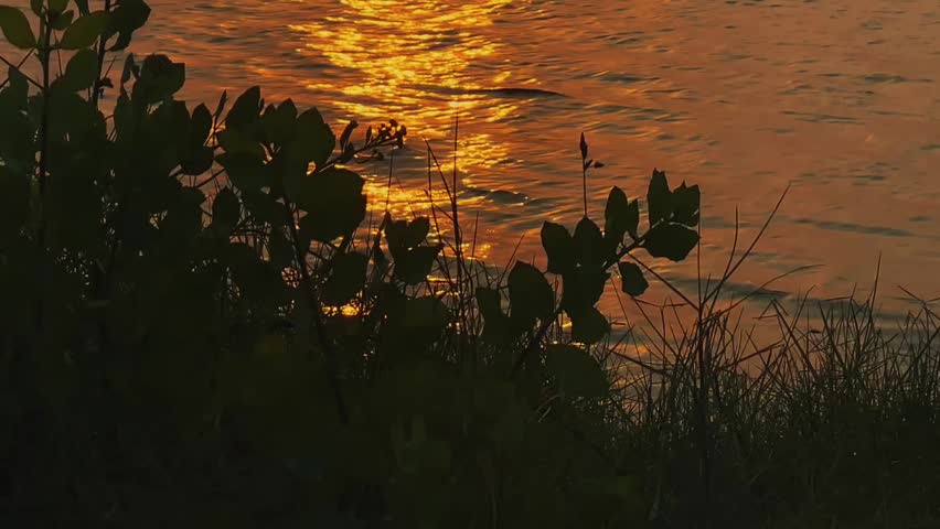 Close-up of tree leaves backlit by the golden hour, creating a tranquil outdoor scene.