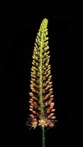 Orange Flower Eremurus Blooming in Time Lapse on a Black Background. Foxtail Lily or Eremurus Stenophyllus