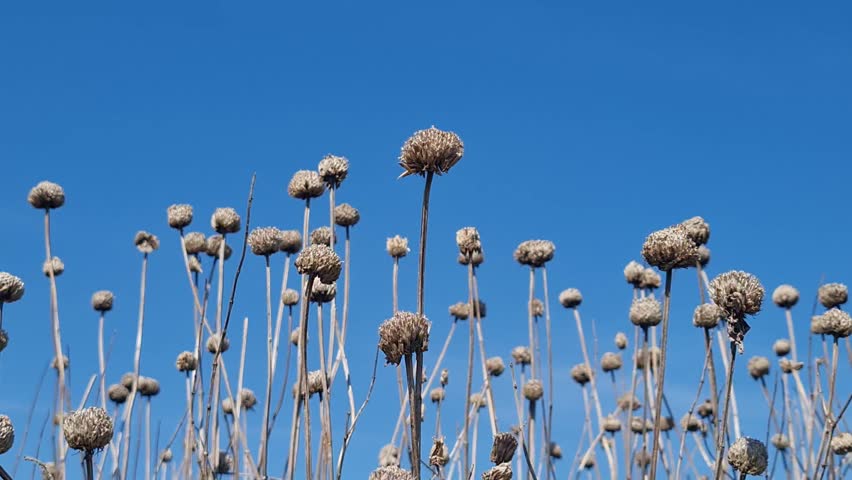 Dried round seed pods reaching upward against a vivid cloudless blue sky during a sunny day.