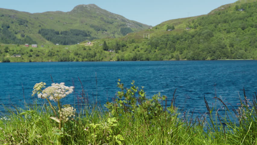 White wildflowers sway on a grassy lakeshore in front of a deep blue Sunnmøre fjord and distant tree-covered mountains on a clear day.