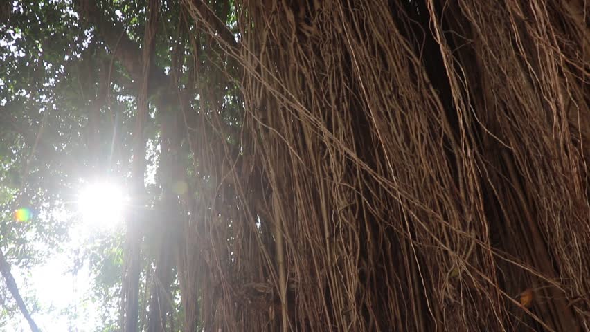 Golden sunlight filtering through the hanging aerial roots of an ancient banyan tree, revealing rich natural textures and the majestic beauty of a tropical giant.