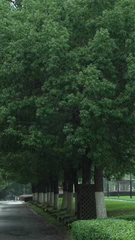 Neat green lawn and dense forest of leafy trees on rainy day