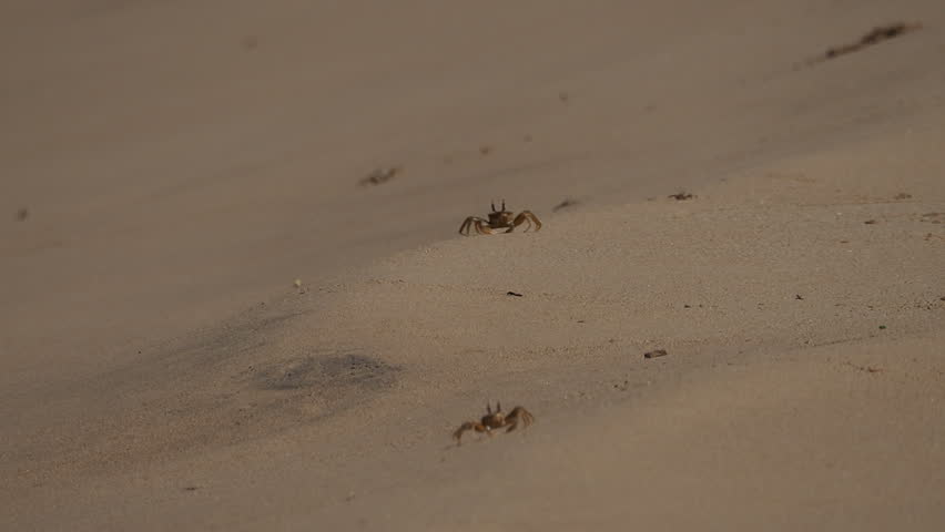 Numerous ghost crabs scurrying sideways across the fine sand of a tropical beach