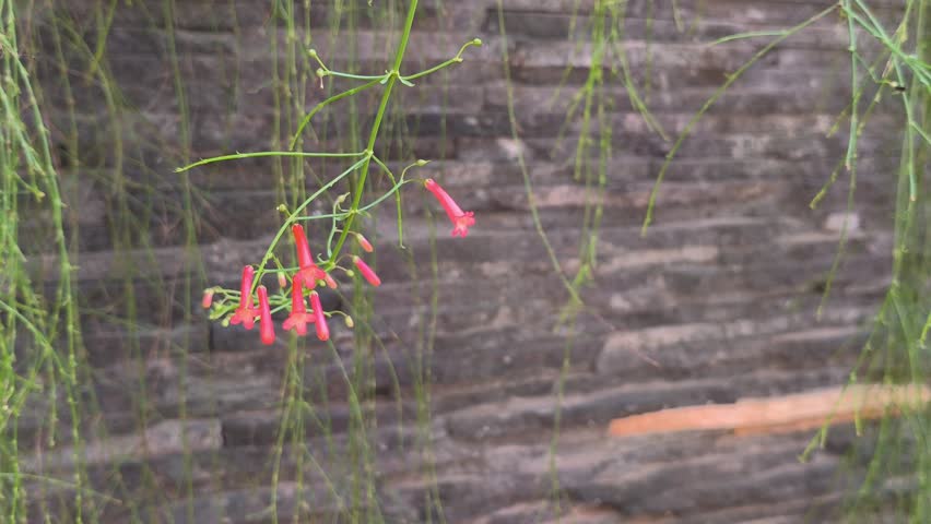 Red Firecracker Flowers Swaying In Gentle Wind Against Stone Wall Background
