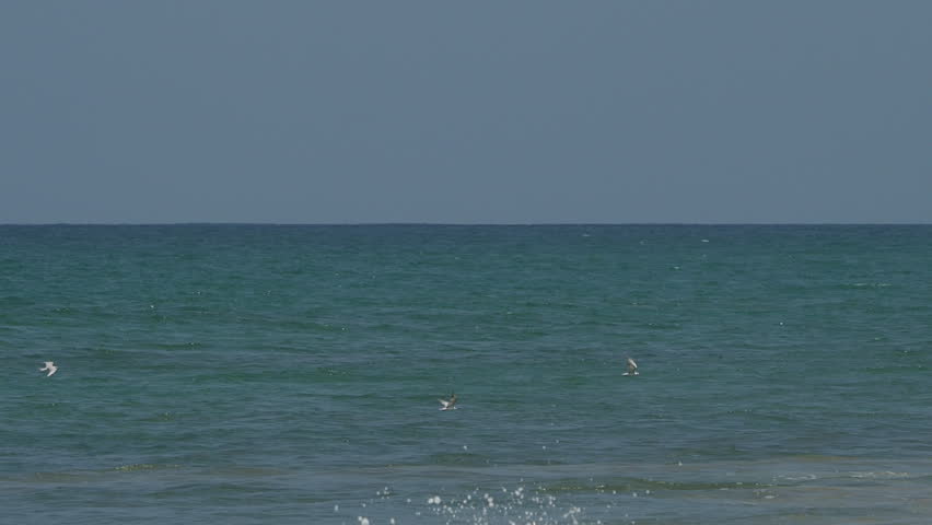 Beautiful deserted tropical beach with crashing waves, palm trees, and seagulls flying and walking