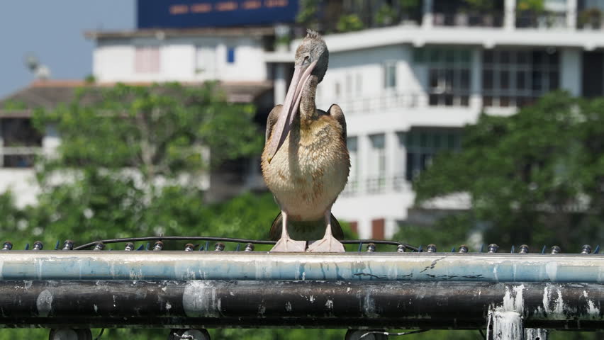 Brown pelican standing on a railing in an urban environment preening its chest feathers