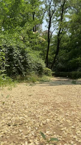 Curving woodland trail as leaves flutter down in a summer breeze beneath tall trees and a warm sunlit green canopy.