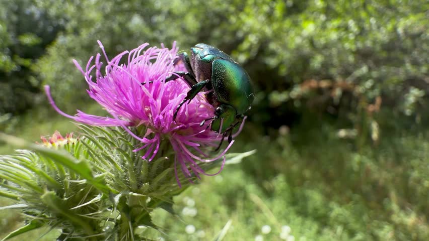 Rose chafer beetle (Cetonia aurata) feeds on the purple bloom of a spiny thistle while the whole plant sways in the breeze. Macro view catches the metallic green elytra, white speckling and lamellate antennae against a soft green bokeh of summer grassland. The beetle shifts its legs across the flower head, gathering pollen as the stem rocks back and forth. Bold colour contrast of emerald and magenta with bright sunlight — pollinator, entomology and wild meadow material for education and commercial use