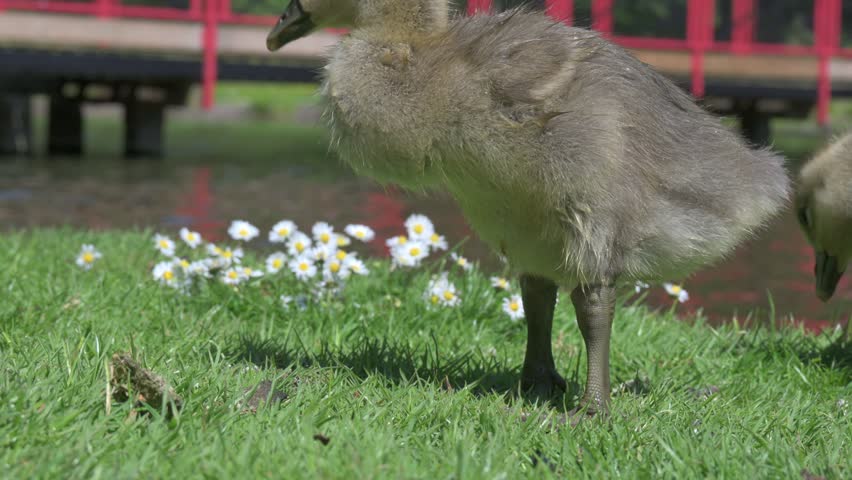 Canada Goose (Branta canadensis) young goslings eating grass in a park. June, Kent, UK [Slow motion x4]