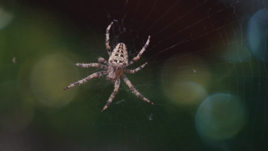 Garden Spider Moving Slowly on Web Macro Close Up