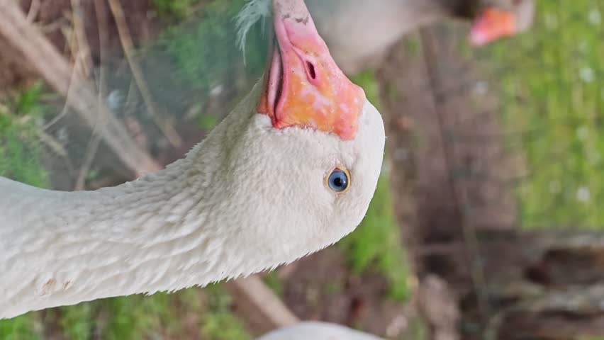 Geese are foraging and interacting in a garden in the afternoon