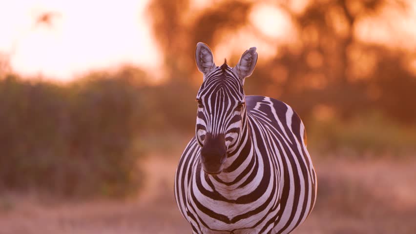 View of a zebra standing in the savanna of Amboseli National Park during golden hour in Kajiado County, Kenya.