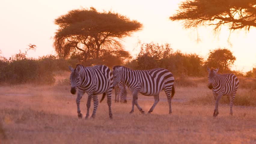 View of zebras walking through the savanna at sunset in Amboseli National Park, Kajiado County, Kenya.