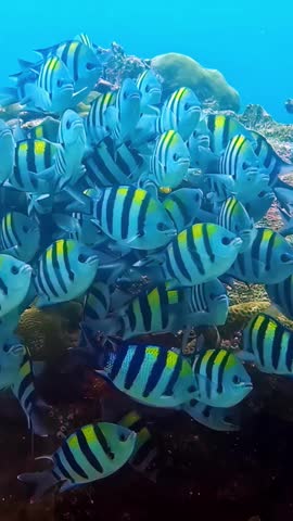 View of a school of sergeant major fish swimming near a coral reef in the clear blue waters of Bali, Indonesia.