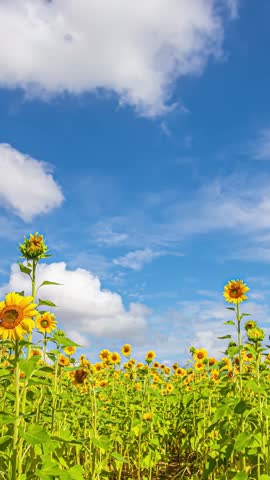 View of a vibrant sunflower field blooming under a bright blue sky with fluffy white clouds in the countryside of Latvia.