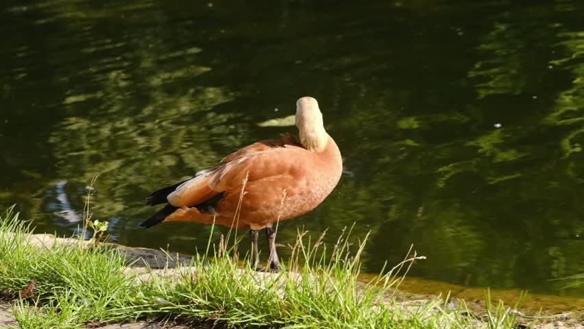 Orange duck engages in preening its feathers near the water