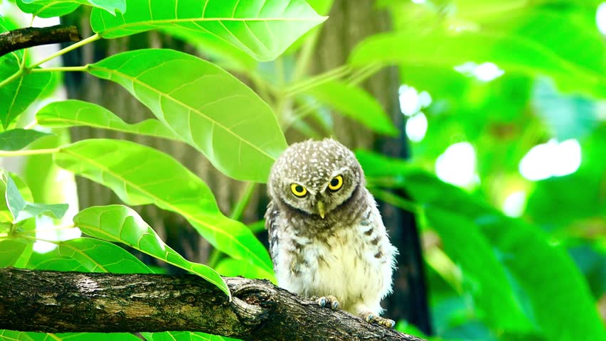 A small spotted owl perches on a tree branch surrounded by vibrant green leaves before flying away.
