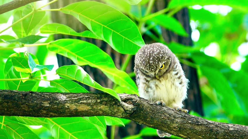 A small spotted owl perches on a tree branch surrounded by vibrant green leaves before flying away.
