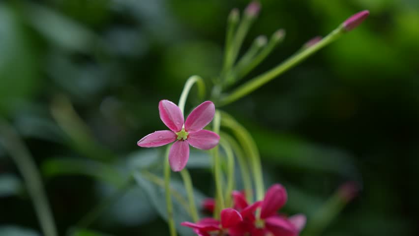 Beautiful Pink Flower Bloom in Nature: Beautiful pink flower in full bloom with delicate petals and vibrant natural colors. A fresh floral close-up showcasing the beauty of nature, perfect for gardening, botanical, spring, and decorative design themes.
