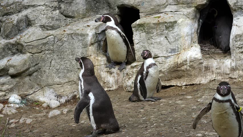 Humboldt penguin, Spheniscus humboldti or Peruvian penguin