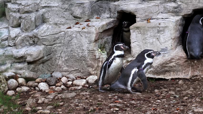 Humboldt penguin, Spheniscus humboldti or Peruvian penguin
