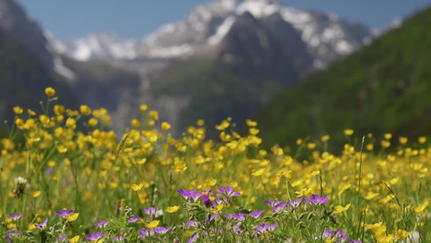 Close up view of colorful blooming wildflowers in Swiss Alps meadow. Beautiful summer nature landscape near Saint Moritz, Switzerland. Fresh mountain flowers in bloom on green field