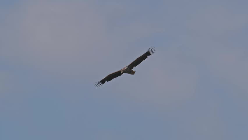 white-tailed sea eagle (Haliaeetus albicilla) flying in the sky in slow motion