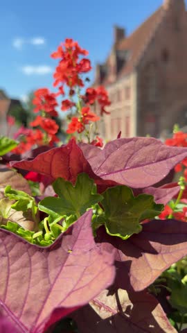 Beautiful view of historic canal and medieval brick buildings in Bruges, Belgium, framed by vibrant red flowers on a sunny summer day.