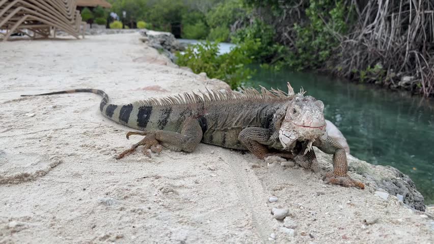 Wild Lizard Close Up Rocky Beach Aruba Caribbean