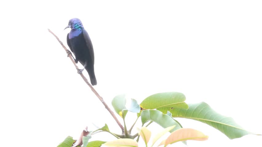 Male purple sunbird perching on a thin tree branch under bright daytime light in macro close up.