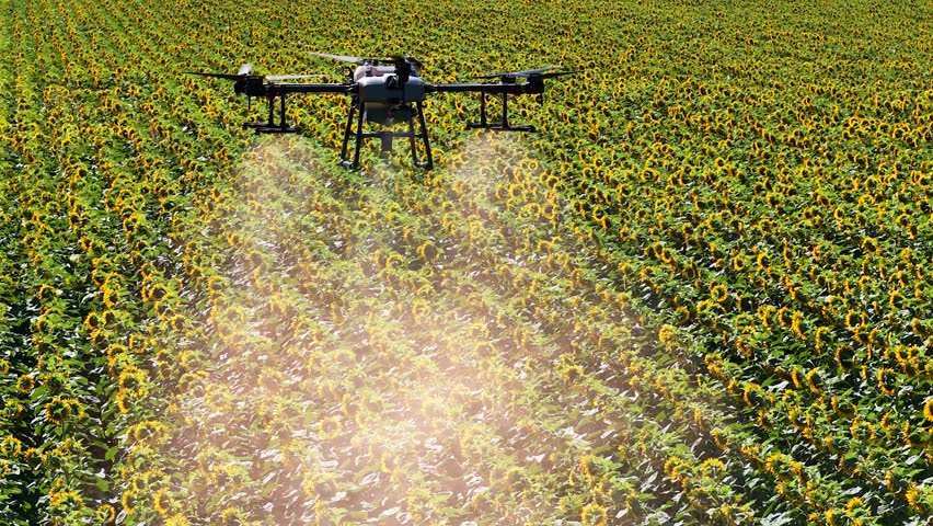 Close aerial view of an agricultural drone spraying pesticides or liquid fertilizer over a blooming sunflower field in summer. Precision farming and modern agriculture concept.