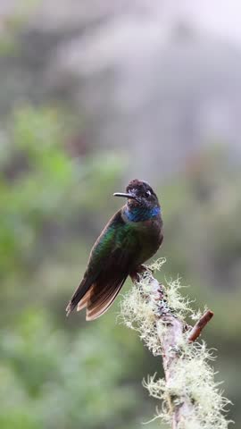 Male Talamanca Hummingbird Perched on Mossy Branch in Costa Rica Cloud Forest