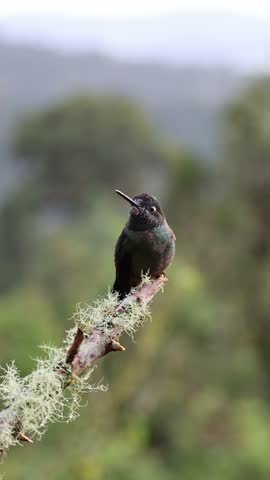 Male Talamanca Hummingbird Perched on Mossy Branch in Costa Rica Cloud Forest