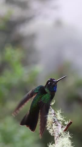 Male Talamanca Hummingbird Perched on Mossy Branch in Costa Rica Cloud Forest