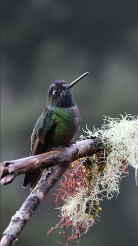 Male Talamanca Hummingbird Perched on Mossy Branch in Costa Rica Cloud Forest