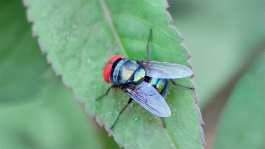 Macro shot of a green bottle fly with large red eyes resting on a vibrant green leaf.