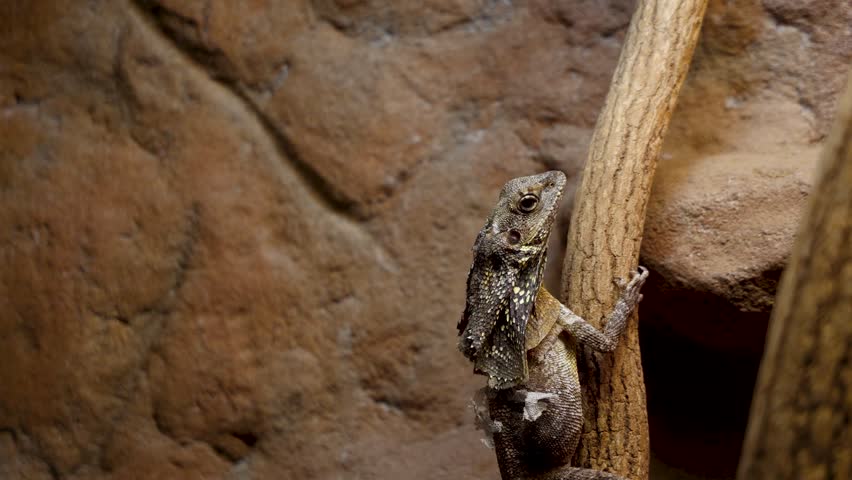 Frilled lizard - Chlamydosaurus kingii in a terrarium, 4k video