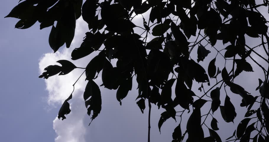 Bright sunlight shining through green tree canopy and lush leaves in a forest.
