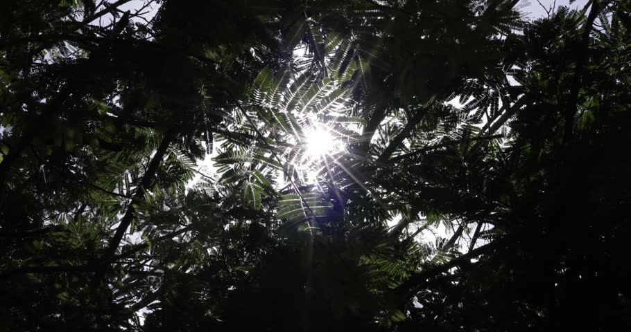 Bright sunlight shining through green tree canopy and lush leaves in a forest.