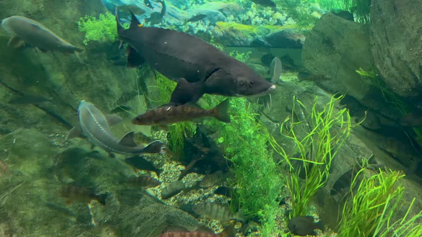 A large sturgeon glides through a vibrant underwater environment, surrounded by various fish and lush aquatic plants, showcasing the dynamic life within a freshwater ecosystem