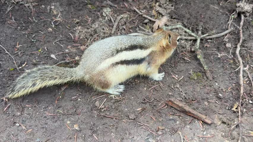 Beautiful nature in the Banff National Park. British Columbia, Canada. Chipmunk moves across the ground in a forest, searching for food among dirt and debris
