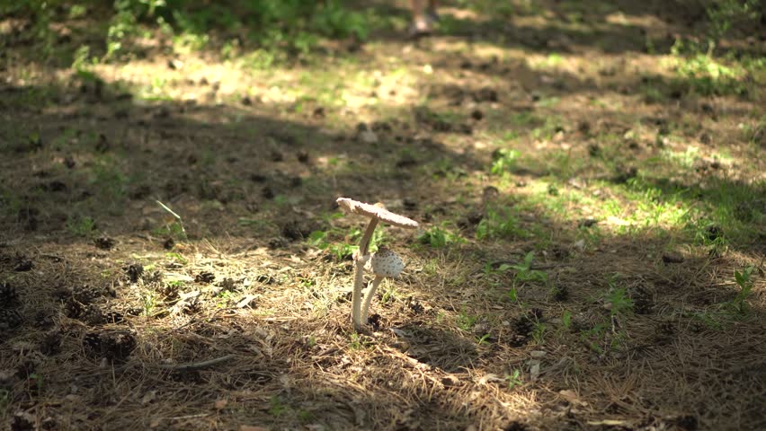 Little Boy Finds Parasol Mushrooms, Crouches Down, Carefully Examines and Touches Them in the Forest