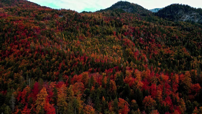 Aerial view of dense forest with vibrant autumn foliage covering the hillside near Attersee in Vocklabruck District, Upper Austria, Austria.