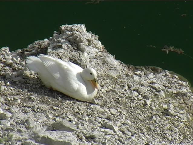 A Duck in a natural park