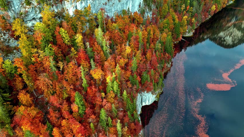 Aerial view of Attersee surrounded by vibrant autumn forest and steep rocky cliffs in Vocklabruck District, Upper Austria, Austria.