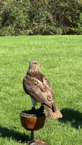 Static shot of hawk perched turning head on wooden perch in grassy field during sunny daytime park setting