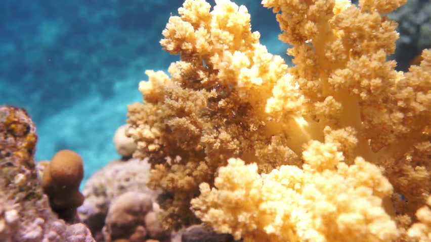 Coral and fish in the Red Sea, Egypt