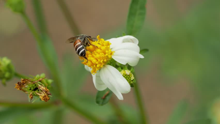 Solitary Bee Collecting Nectar from Spanish Needle Flower  